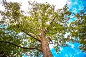 Best Storm Damage Tree Cleanup  in Edgewood, TX