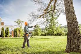 How Our Tree Care Process Works  in  Edgewood, TX
