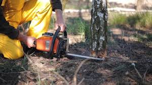 Best Tree Removal  in Edgewood, TX