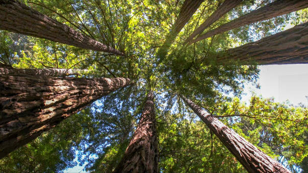 Best Arborist Consultation Services  in Edgewood, TX