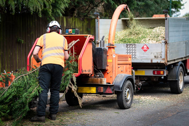 Best Palm Tree Trimming  in Edgewood, TX