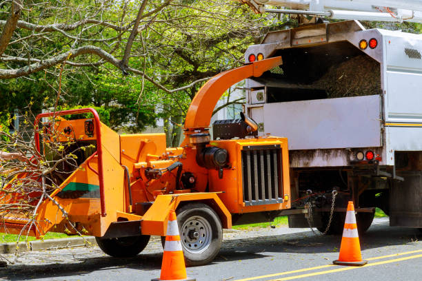 Trusted Edgewood, TX Tree Services Experts