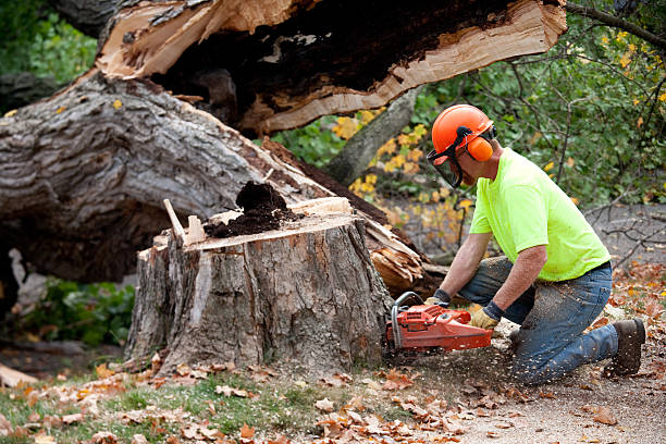 Best Tree Trimming and Pruning  in Edgewood, TX