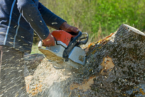 Best Root Management and Removal  in Edgewood, TX