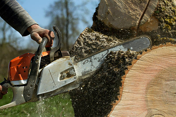 Best Emergency Tree Removal  in Edgewood, TX